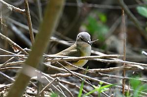 002 Warbler, American Redstart, 2023-05191752 Parker River NWR, MA